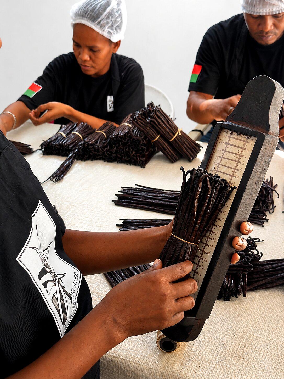 Calibrado artesanal de vainas de vainilla bourbon con instrumento de medición tradicional
