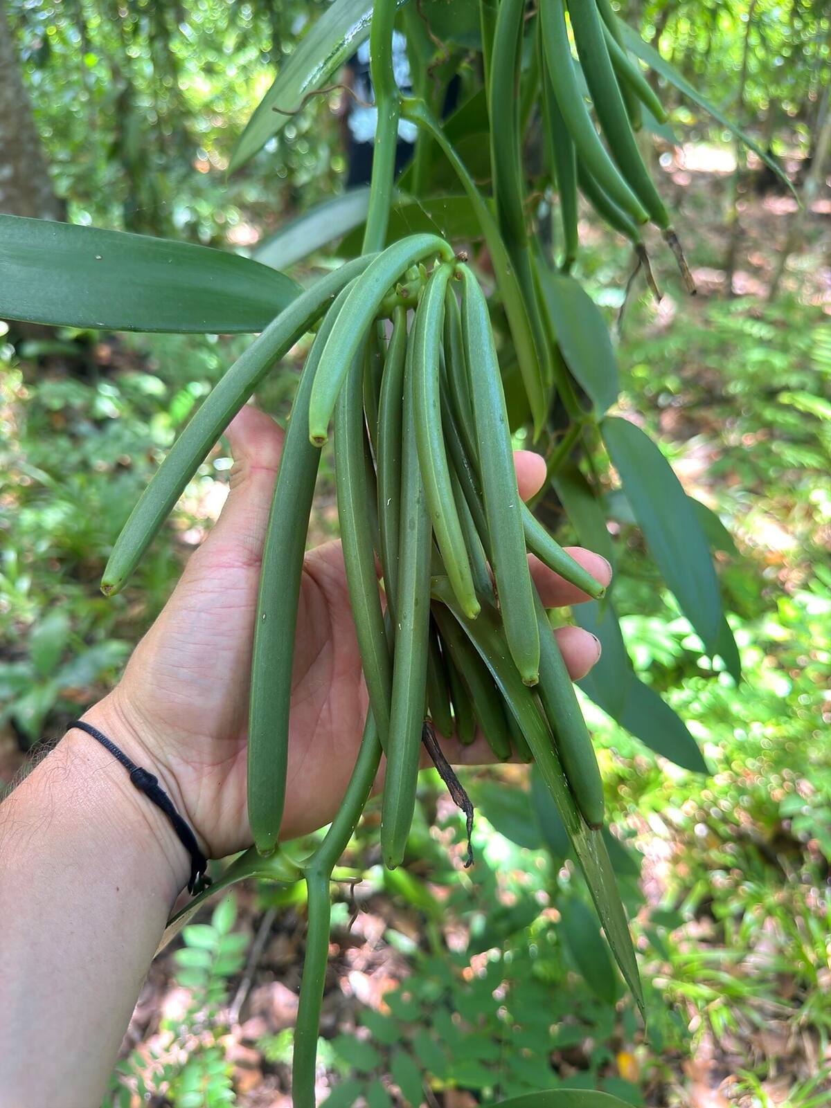 Vainas de vainilla verde recién cosechadas en la plantación de Sambava, Madagascar