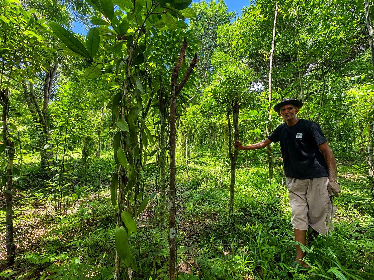 Productor de vainilla junto a una liana de vainilla en la plantación de Sambava, Madagascar