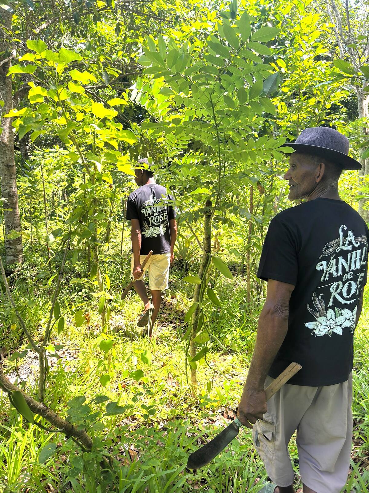Empleados inspeccionando las lianas de vainilla en la plantación de Madagascar
